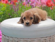 Kaninchen_Dachshund2089