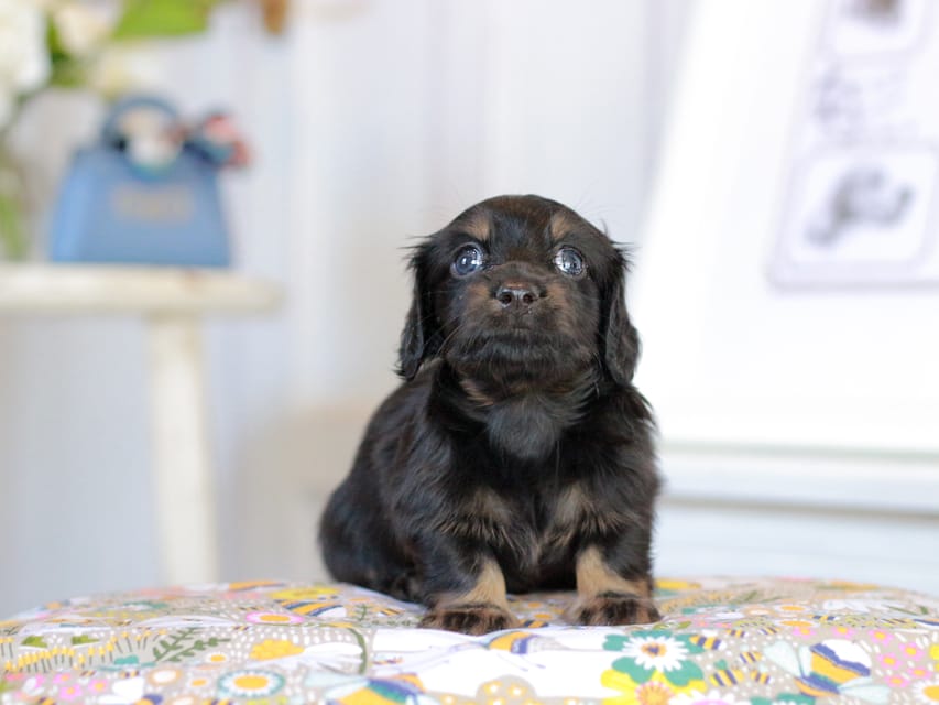カニンヘン ルフラン&ブルースの子犬 ブラタン 男の子