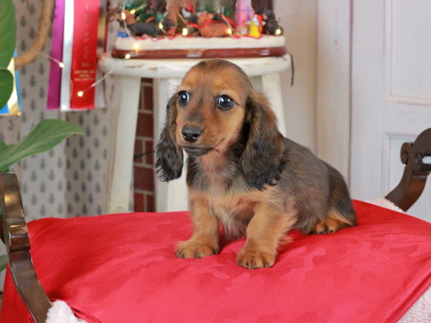 カニンヘンダックスフンド ミスト&竹千代の子犬 シェーデットレッド 女の子（1）