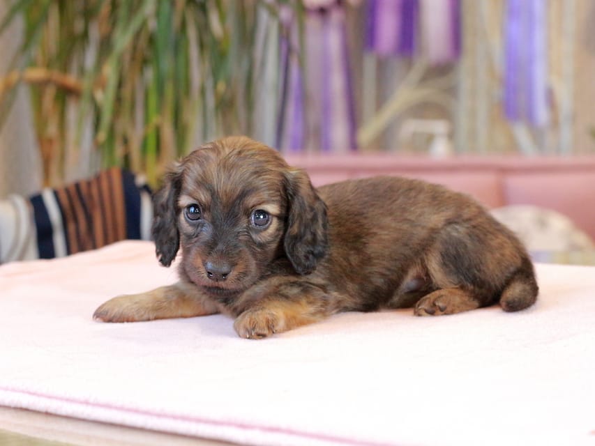カニンヘン ダックスフンド スィーティ & グローリーの子犬 レッド 男の子(2)Kaninchen_Dachshund2092 カニンヘン ダックスフンド スィーティ & グローリーの子犬 レッド 男の子(2)
