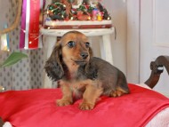 Kaninchen_Dachshund2094