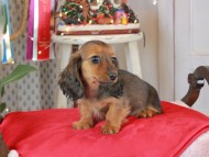 Kaninchen_Dachshund2095