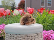 Kaninchen_Dachshund2096