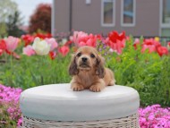 Kaninchen_Dachshund2099