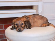 Kaninchen_Dachshund21.02-2 Kaninchen_Dachshund21.02-2