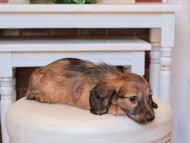 Kaninchen_Dachshund21.19
