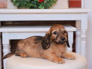Kaninchen_Dachshund21.28-1 Kaninchen_Dachshund21.28-1