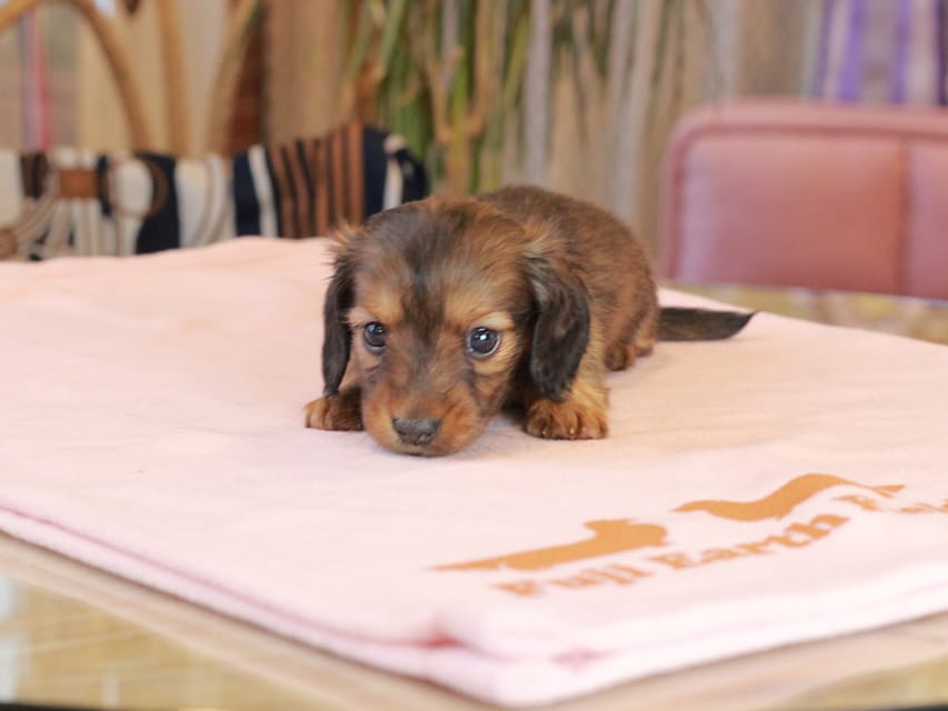 カニンヘン ダックスフンド スィーティ & グローリーの子犬 レッド 女の子Kaninchen_Dachshund2100 カニンヘン ダックスフンド スィーティ & グローリーの子犬 レッド 女の子