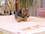 Kaninchen_Dachshund2102 Kaninchen_Dachshund2102