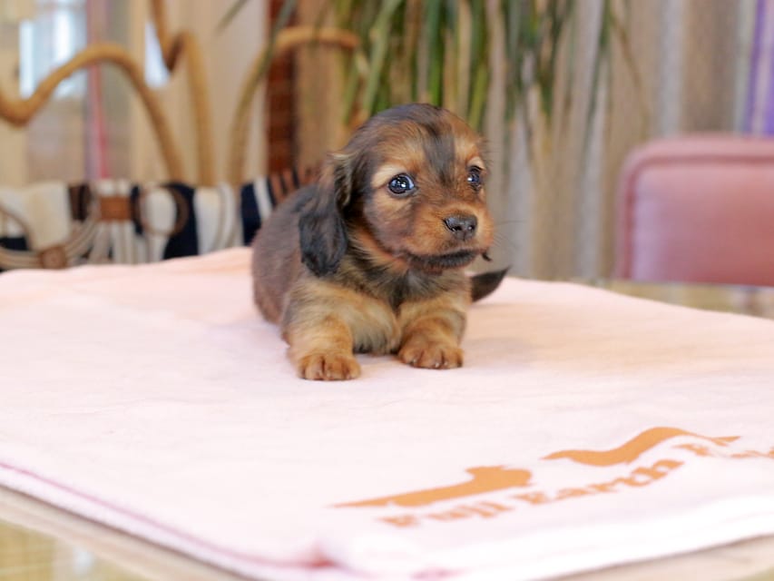 カニンヘン ダックスフンド スィーティ & グローリーの子犬 レッド 女の子Kaninchen_Dachshund2102 カニンヘン ダックスフンド スィーティ & グローリーの子犬 レッド 女の子