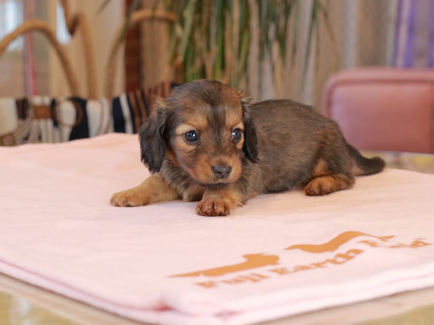 カニンヘン ダックスフンド スィーティ & グローリーの子犬 レッド 女の子Kaninchen_Dachshund2104 カニンヘン ダックスフンド スィーティ & グローリーの子犬 レッド 女の子