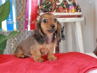 Kaninchen_Dachshund2107