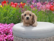 Kaninchen_Dachshund2107 Kaninchen_Dachshund2107