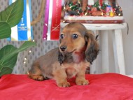 Kaninchen_Dachshund2109