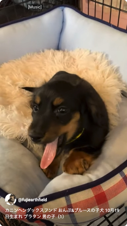 カニンヘンダックスフンド おんぷ&ブルースの子犬 ブラタン 男の子（1）