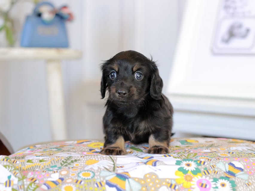 カニンヘン ルフラン&ブルースの子犬 ブラタン 男の子