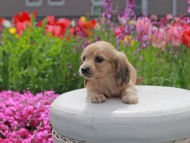 Kaninchen_Dachshund2110