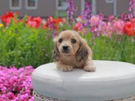 Kaninchen_Dachshund2113
