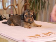 Kaninchen_Dachshund2113