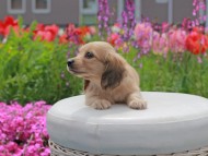 Kaninchen_Dachshund2115