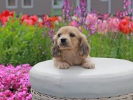 Kaninchen_Dachshund2117