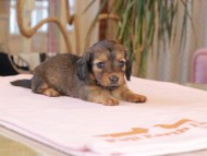 Kaninchen_Dachshund2118 Kaninchen_Dachshund2118