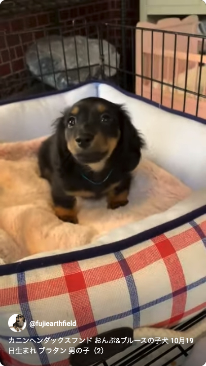 カニンヘンダックスフンド おんぷ&ブルースの子犬 ブラタン 男の子（2）