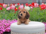 Kaninchen_Dachshund2122