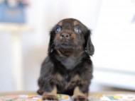 Kaninchen_Dachshund2124