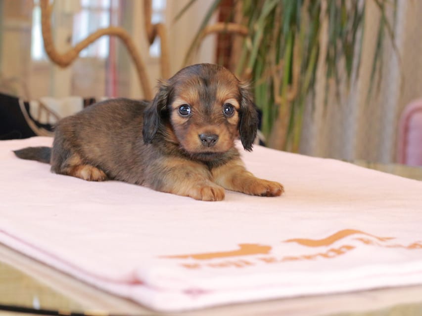 カニンヘン ダックスフンド スィーティ & グローリーの子犬 レッド 女の子Kaninchen_Dachshund2124 カニンヘン ダックスフンド スィーティ & グローリーの子犬 レッド 女の子