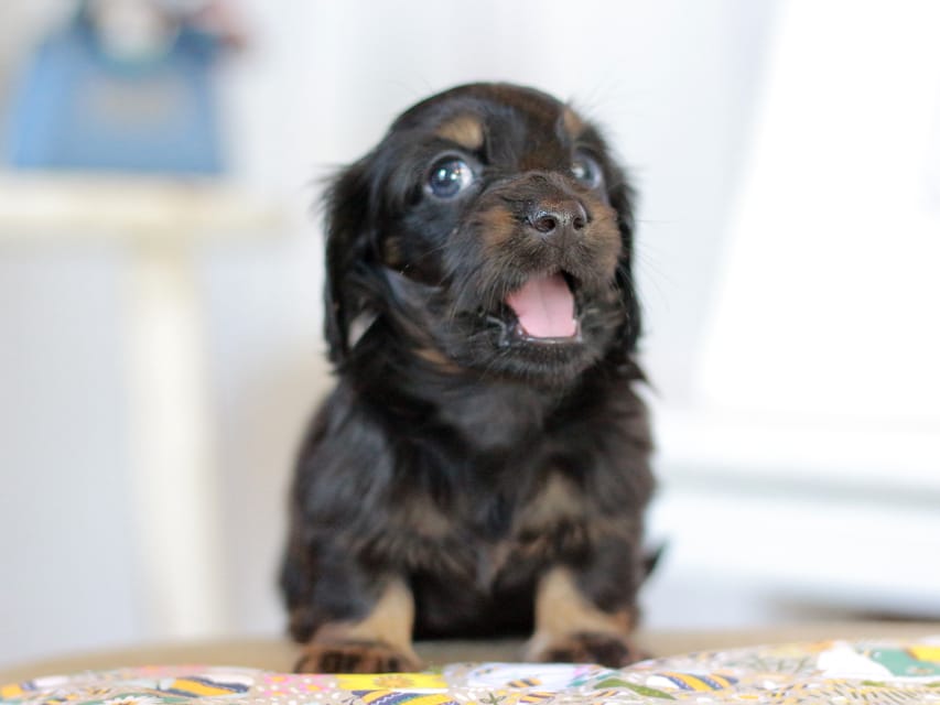 カニンヘン ルフラン&ブルースの子犬 ブラタン 男の子