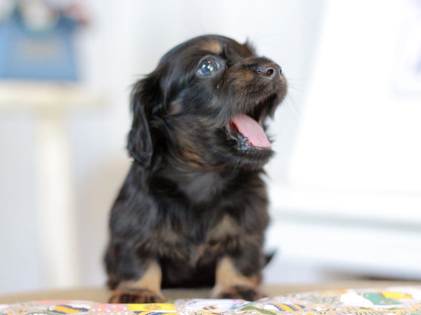 カニンヘン ルフラン&ブルースの子犬 ブラタン 男の子