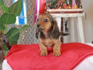 Kaninchen_Dachshund2129