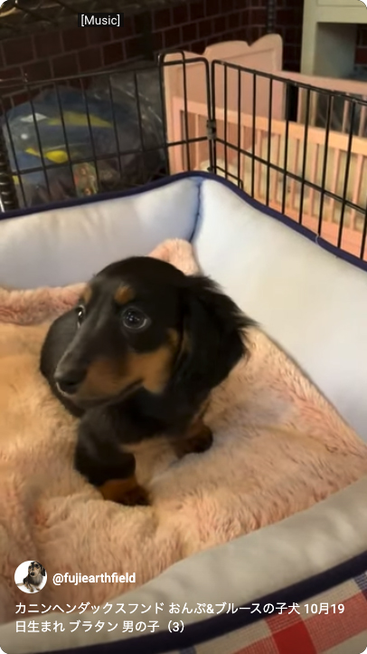 カニンヘンダックスフンド おんぷ&ブルースの子犬 ブラタン 男の子（3）