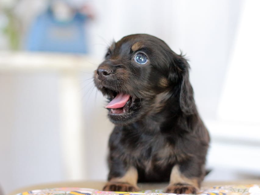 カニンヘン ルフラン&ブルースの子犬 ブラタン 男の子