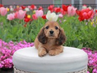 Kaninchen_Dachshund2135