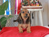 Kaninchen_Dachshund2139 Kaninchen_Dachshund2139