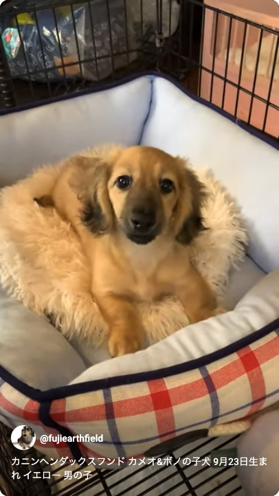 カニンヘンダックスフンド カメオ&ボノの子犬 イエロー（クリーム） 男の子