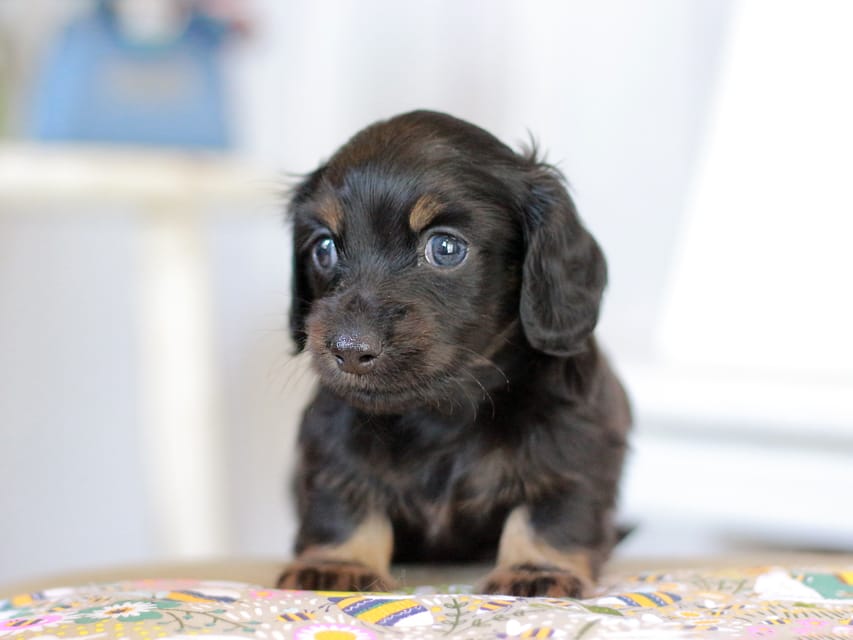 カニンヘン ルフラン&ブルースの子犬 ブラタン 男の子