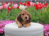 Kaninchen_Dachshund2140