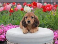 Kaninchen_Dachshund2142