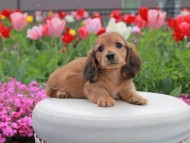 Kaninchen_Dachshund2149