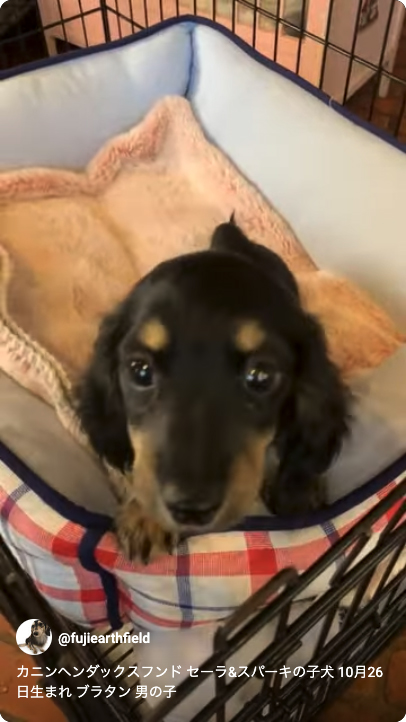 カニンヘンダックスフンド セーラ&スパーキの子犬 ブラタン 男の子