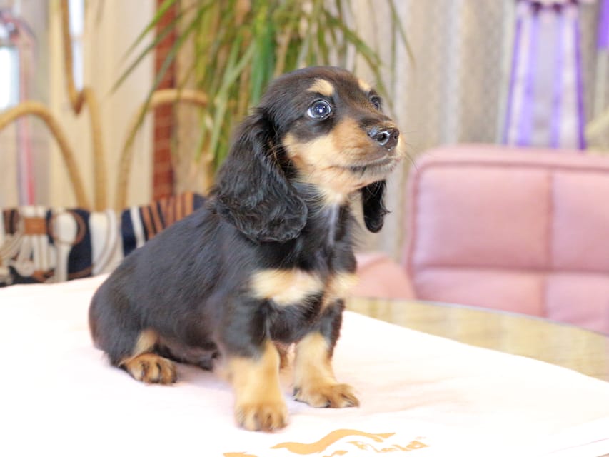 カニンヘン ダックスフンド ガナッシュ & ブルースの子犬 ブラックタン 男の子