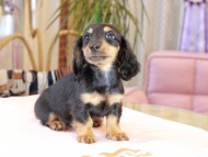 ガナッシュ & ブルースの子犬 ブラックタン 男の子 カニンヘンダックスフンド