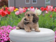 Kaninchen_Dachshund2158