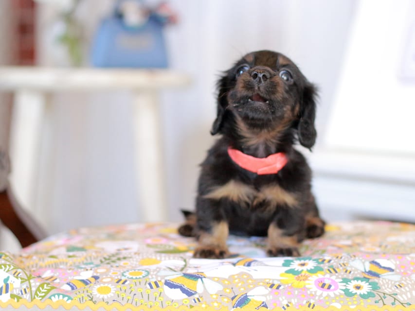 カニンヘン ルフラン&ブルースの子犬 ルフラン&ブルースの子犬 ブラタン 女の子（1）