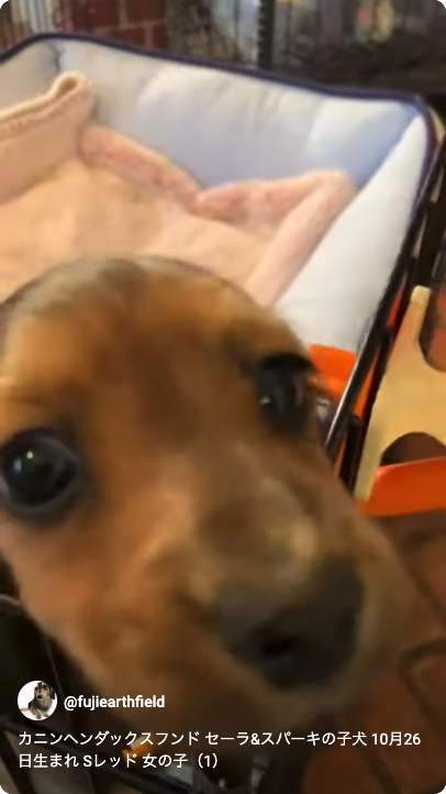 カニンヘンダックスフンド セーラ&スパーキの子犬 シェーデットレッド 女の子（1）