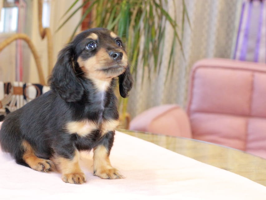 カニンヘン ダックスフンド ガナッシュ & ブルースの子犬 ブラックタン 男の子