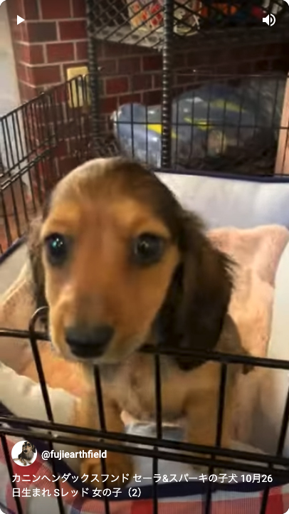 カニンヘンダックスフンド セーラ&スパーキの子犬 シェーデットレッド 女の子（2）